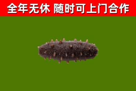 衢州市烟酒回收干海参.jpg
